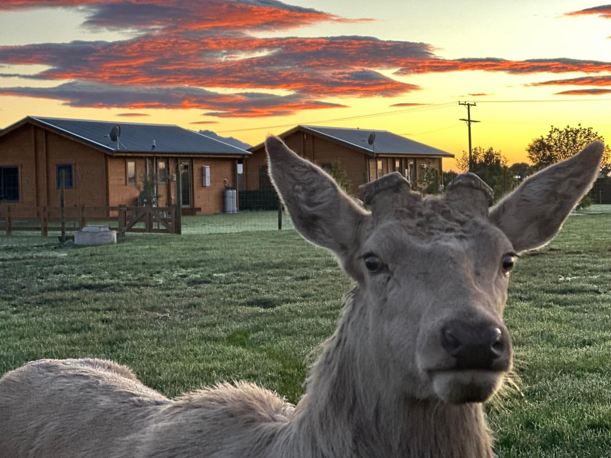 Deerbrooke Kaikoura Chalets - Chalet 2 Kültér fotó